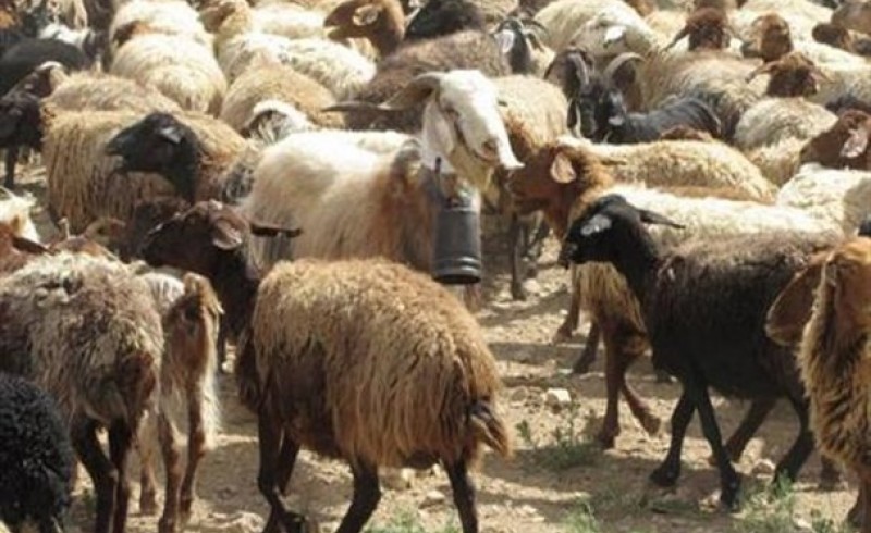 گوسفند هم به کالاهای وارداتی پیوست/ واردات بیش از 70 هزار راس دام افغانی و پاکستانی به کشور