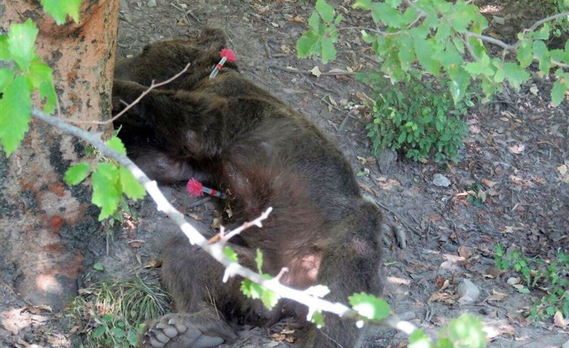 توله خرس گلستان، قربانی عدم برخورد با متخلفان پرونده هیرکان