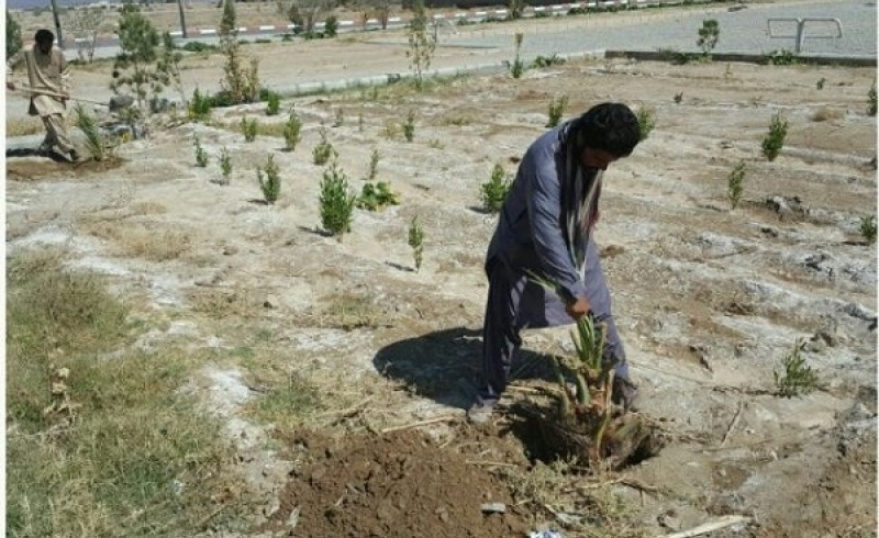 500 نهال درخت خرما در سیب و سوران غرس شد+ تصاویر