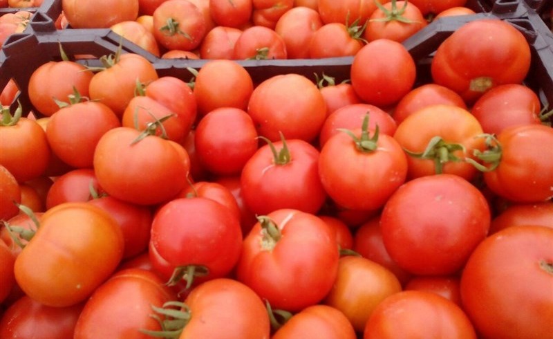 گوجه فرنگی در سراوان به مرز ۴ هزار تومان رسید/ رئیس صنعت، معدن، تجارت: با متخلفین برخورد می شود