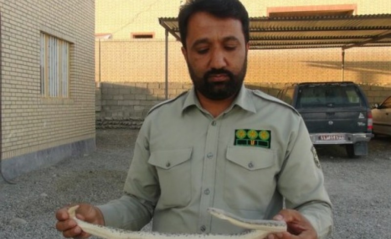 صیادان متخلّف دستگیر شدند/ نجات مارهای کمیاب از چنگال شکارچیان غیرمجاز+تصاویر