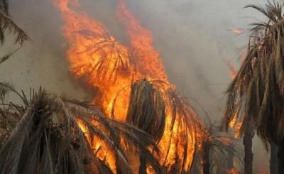 مرگ 500 اصله درخت خرما در ناهوک/ آتش سوزی هشت ساعت به طول انجامید