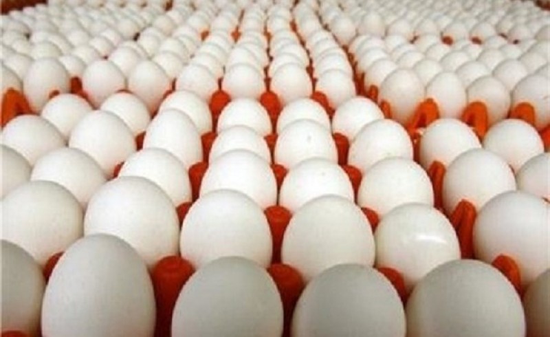 آغاز عرضه تخم مرغ شانه‌ای ۱۱هزار و ۶۰۰ تومانی از امروز/ کاهش قیمت با واردات ۲۰ هزار تن تخم مرغ
