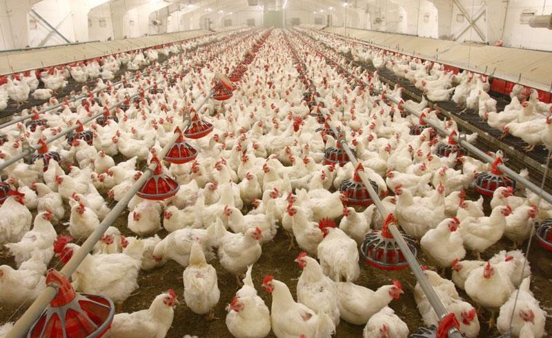یارانه از جیب مرغداران پر کشید/ سکوت مسئولان در برابر ثبات نرخ مرغ