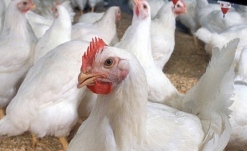 ردپای مافیا در بازار مرغ زاهدان/ مرغ مرغداران سیستان وبلوچستان روی دستشان مانده است