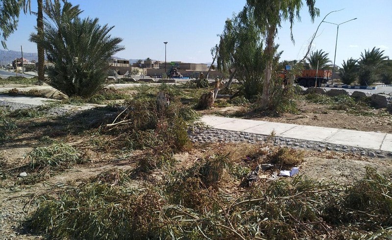 قلع و قمع درختان میدان الغدیر سراوان!/ ریشه اکالیپتوس آب قنات  بخشان را خشکاند
