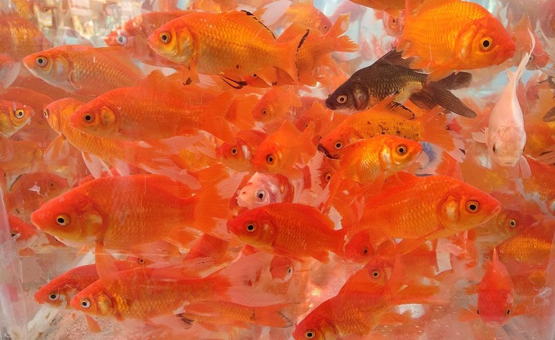 گزارش تصویری/ سلام زودهنگام سراوانی ها به بهار با جوانه زدن درختان و فروش ماهی قرمز