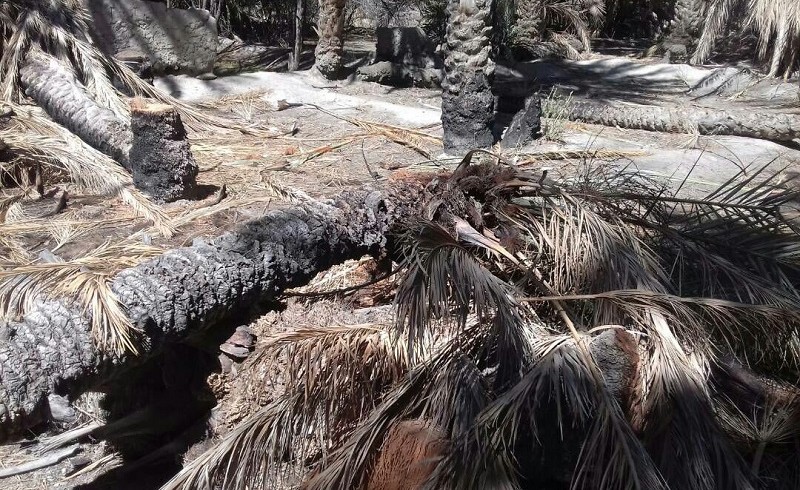 تبر اختلاف نظر برخی از افراد درختان خرما شهر گشت را قلع و قمع کرد