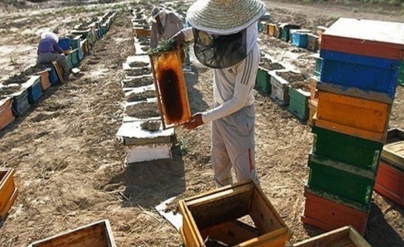 صادرات عسل سیستان وبلوچستان به کشورهای حوزه خلیج فارس/صنعت زنبورداری زمینه اشتغال 245 نفر در استان را فراهم کرد
