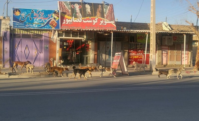 جولان سگ های ولگرد در زادگاه خورشید ایران/ در خطر بودن سلامتی شهروندان