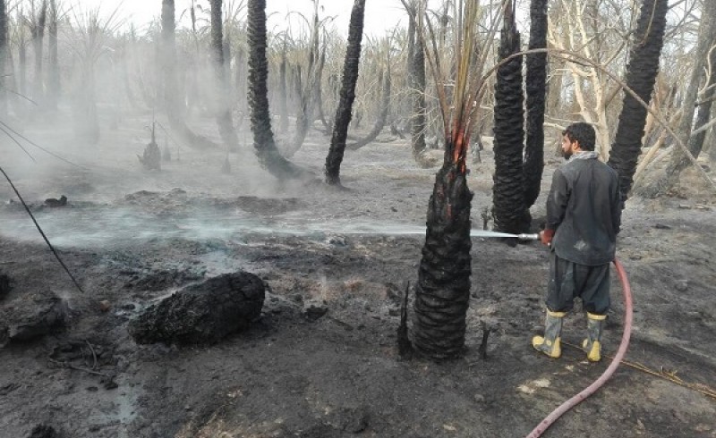 نخلستان روستای جهانی کلپورگان قربانی کمبود امکانات شد/ از بین رفتن 657 اصله درخت در آتش سوزی
