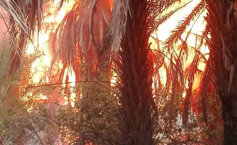 آتش به جان نخیلات گشت افتاد/ هزار اصله درخت خرما از بین رفت+ تصویر