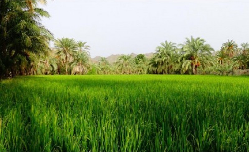 کشت برنج با چاشنی کم آبی در سیستان وبلوچستان