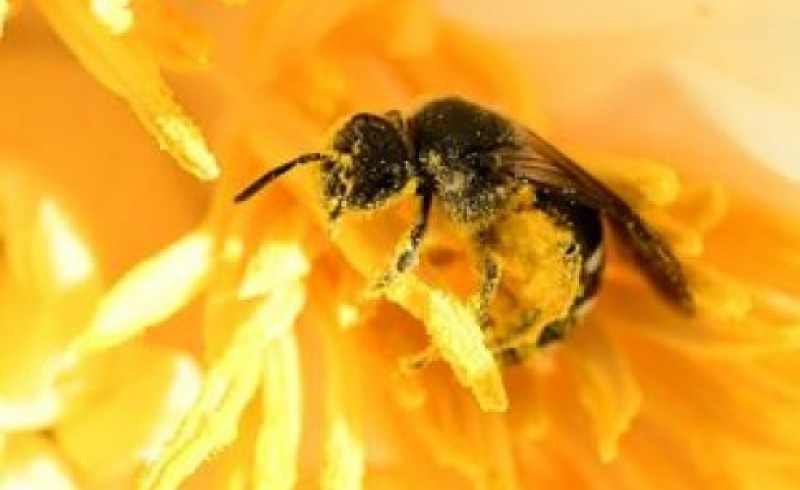 زنبورهای عسل هم معتاد می‌شوند