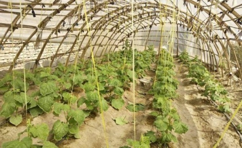 بهره‌گیری کشاورز بزمانی از سرشاخه های خرما برای احداث گلخانه