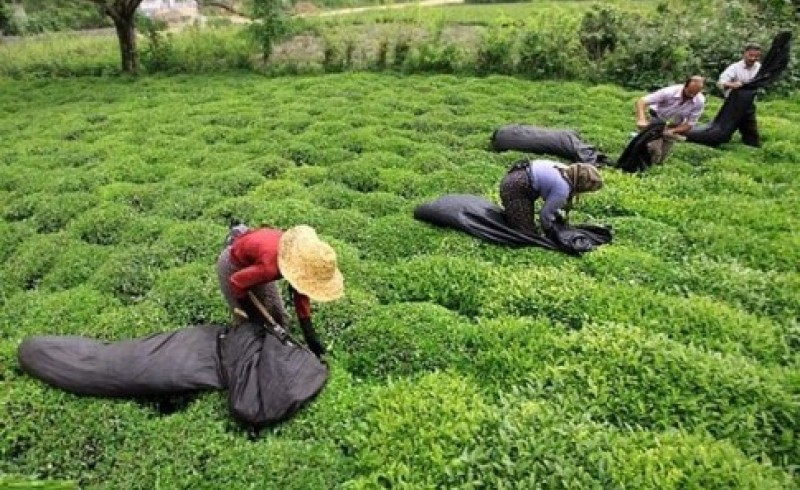 رنگ و اسانس سهم تولید کنندگان بهترین چای جهان/ نابودی چای ایرانی با واردات میلیاردی!+ جدول
