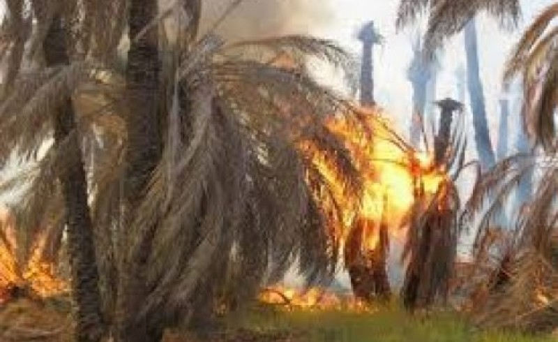 از بین رفتن 21 هزار اصله درخت در آتش سوزی دهستان کله دین/ علت حادثه در حال بررسی است