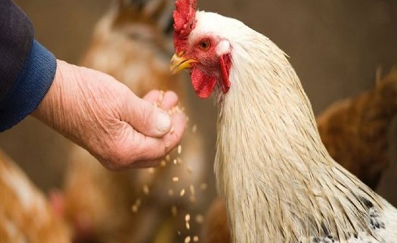 کمبود کنجاله مرغ‌ها را به «خودخوری» انداخت/ جنجال کنجاله؛ بازی ممنوعه دلالان با اقتصاد