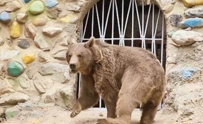 علت رفتارهای عصبی خرس قهوه‌ای باغ وحش ارم چیست؟ + فیلم