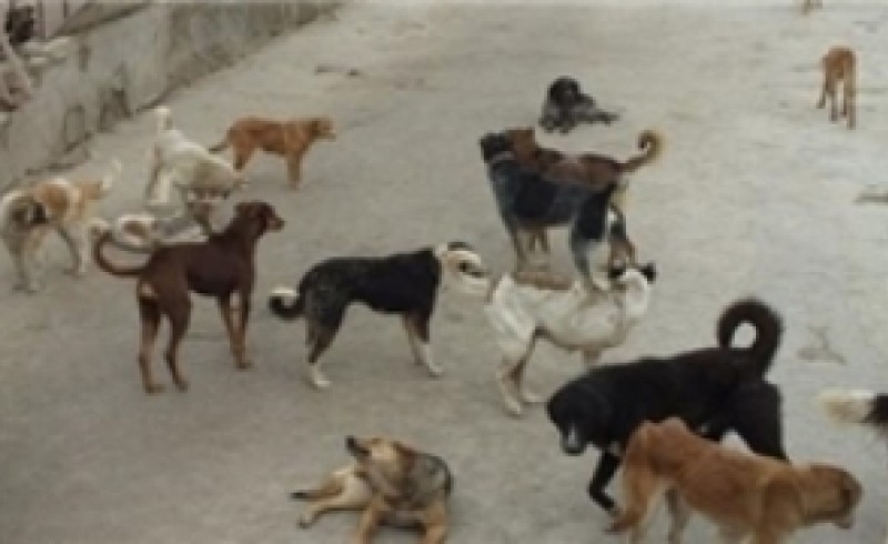 سراریز شدن سگ های ولگرد در معابر سراوان/ یک مقام مسئول:  مهار سگ های فاقد شناسنامه در حال انجام است