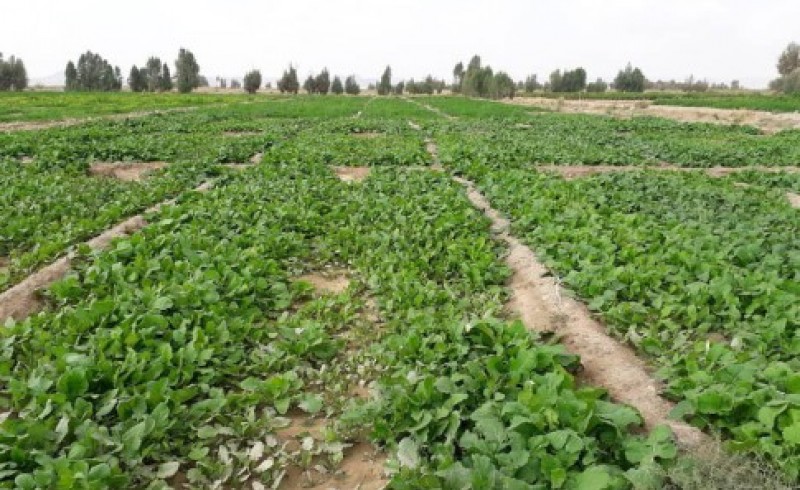 شهرستان خاش کانون تولید سبزیجات برگی در جنوب شرق کشور/ زمینه اشتغال 1250 کشاورز فراهم شد