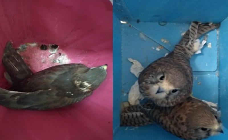 کشف سه بهله پرنده شکاری از متخلفین در سیستان و بلوچستان