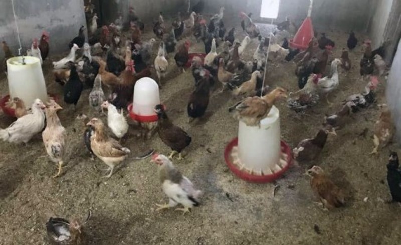 راه اندازی ایستگاه ترویجی مرغ بومی خزک در سیستان