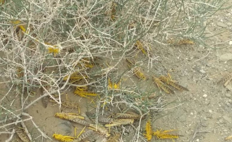 سطح مبارزه با ملخ صحرایی در سراوان به 550 هکتار رسید/ آلوده بودن ملخ ها به کرم و یا ویروس کذب است