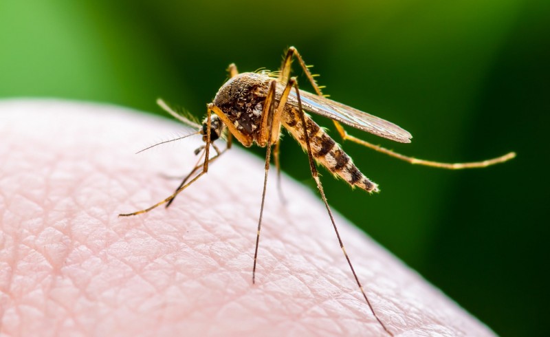 پشه‌ها عامل انتقال ویروس کرونا نیستند