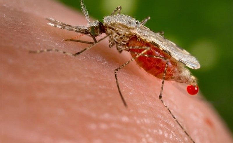نیش پشه آنوفل ماده عامل انتقال بیماری مالاریا/ ارائه خدمات رایگان به اتباع خارجی جهت درمان این بیماری