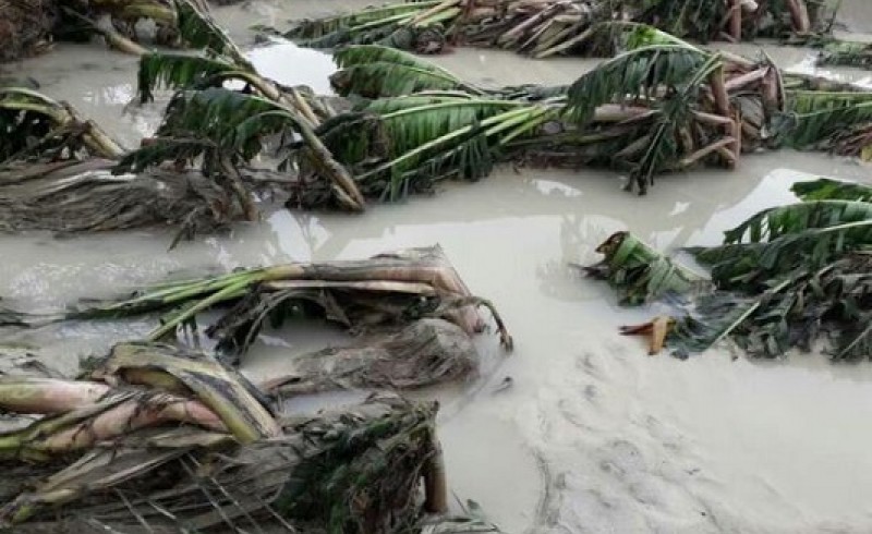 خسارت 3 پدیده مخرب جوی به بخش کشاورزی سیستان و بلوچستان