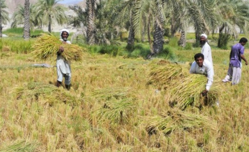 نیکشهر یکی از قطب‌های مهم کشاورزی در تولید برنج/ زمینه اشتغال هزار و ۲۷۰نفر فراهم شد