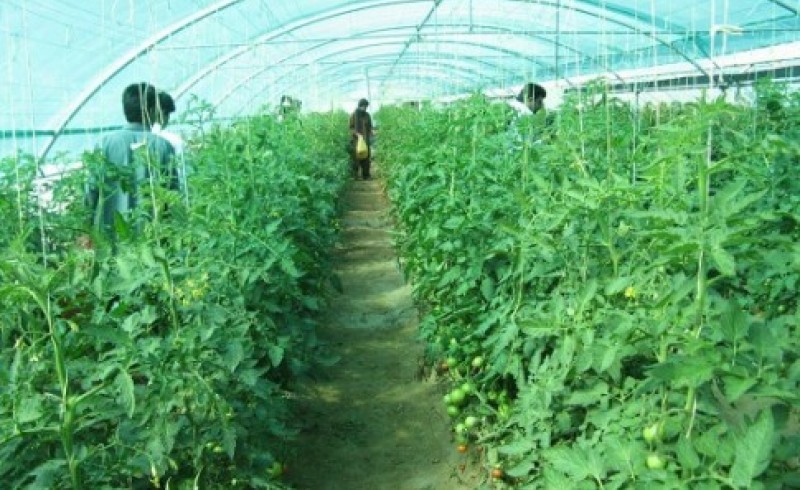 سرمایه گذاری بیش از ۴٨٠ میلیارد ریال برای توسعه کشاورزی سیستان وبلوچستان