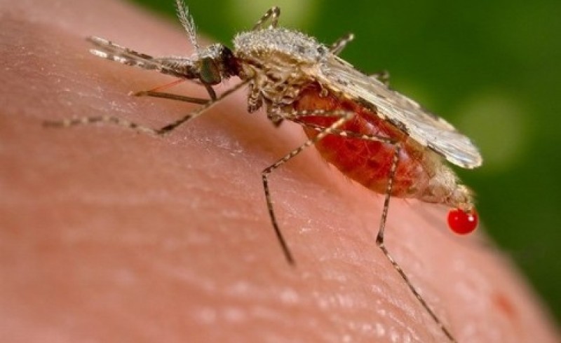قدرت نمایی مالاریا در سیستان و بلوچستان زنگ خطر را به صدا در آورد/ افغانستان و پاکستان؛ کانون های مالاریاخیز
