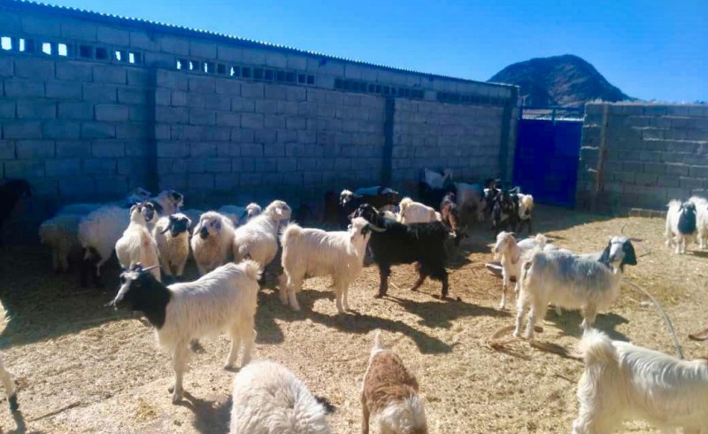 بهسازی و نوسازی ١٠٠ واحد دامداری روستایی در مهرستان
