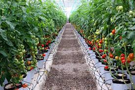 بهره برداری از پنج پروژه کشاورزی در سیب و سوران/ زمینه اشتغال 112نفر فراهم شد