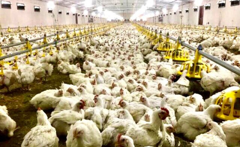 اقدامی جهادی برای افزایش ضریب خوداتکایی سیستان و بلوچستان به گوشت مرغ