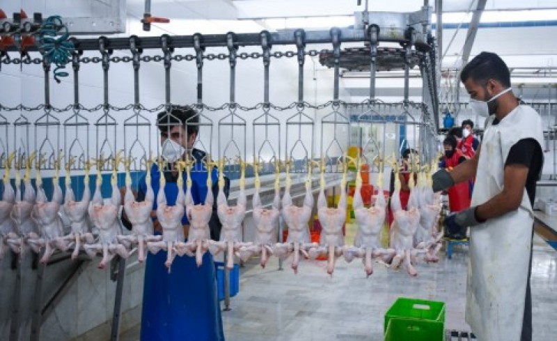 تولید بیش از ١٨٠٠ تن گوشت مرغ در کشتارگاه های صنعتی سیستان و بلوچستان