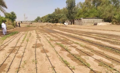 ۸۰ سایت الگویی تولیدی و ترویجی در اراضی کشاورزی سیستان و بلوچستان راه اندازی شد
