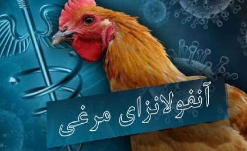ردپای آنفولانزای مرغی در سیستان وبلوچستان دیده نشد/تداوم پایش مستمر زیستگاه های پرندگان مهاجر ‏در استان