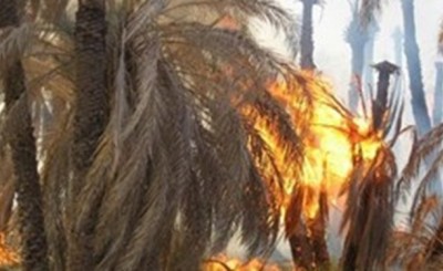 ۳۵۰۰ نفر نخل خرما در بیش از ۳۵ مورد آتش سوزی طعمه حرق شدند