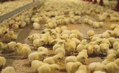افزایش ۷۰ درصدی جوجه ریزی در مرغداری‌های سراوان