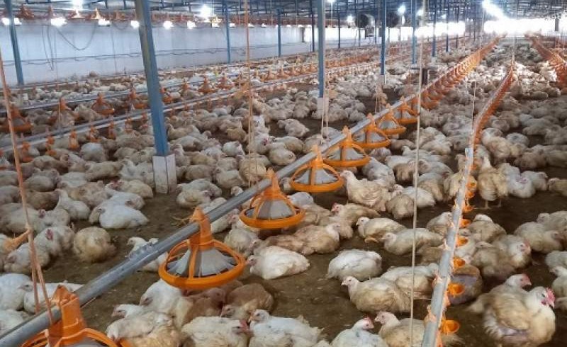 تولید ۸۰۰ تن گوشت مرغ در مهرستان