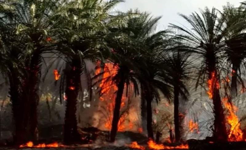 جزئیات آتش‌سوزی در نخلستان دامن ایرانشهر/ فرماندار: پیگیر توسعه امکانات آتش‌نشانی هستیم