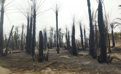 خسارت ۱۱ ملیارد تومانی آتش‌سوزی به نخل‌داران ناهوک