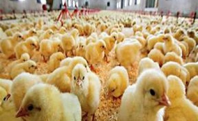 یک واحد تولیدی مرغ گوشتی با جوجه ریزی۲۰۰۰۰ قطعه‌ای وارد چرخه تولید شد